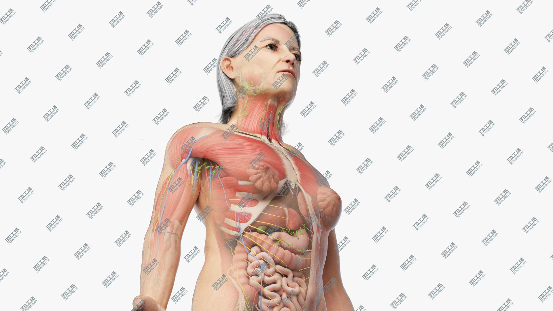 images/goods_img/2021040233/3D model Full Elder Female Anatomy/1.jpg